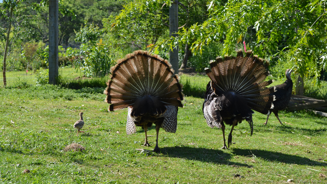 turkeys with baby chick